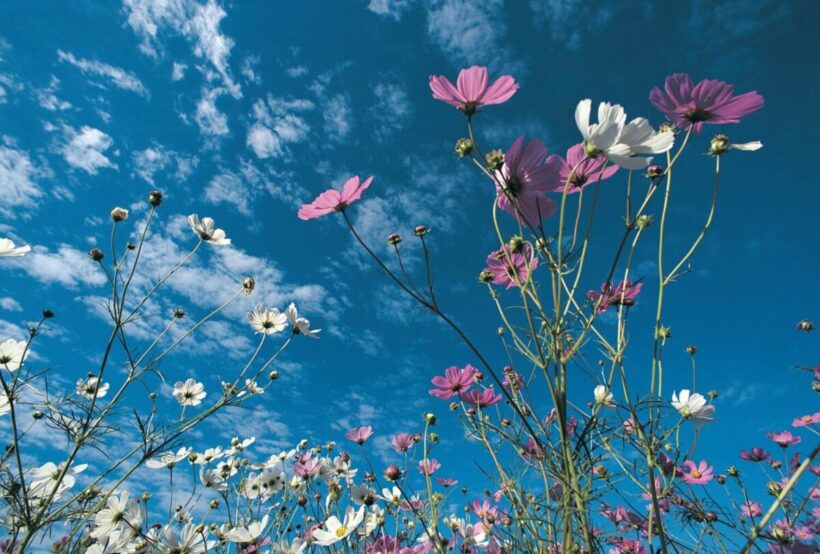 Αχαΐα: Άνοιξη με άνοδο του υδράργυρου