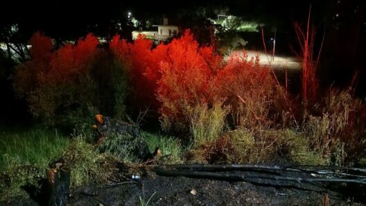 Πάτρα: Φωτιά στα Συχαινά με κινητοποίηση Πυροσβεστικών δυνάμεων ΦΩΤΟ