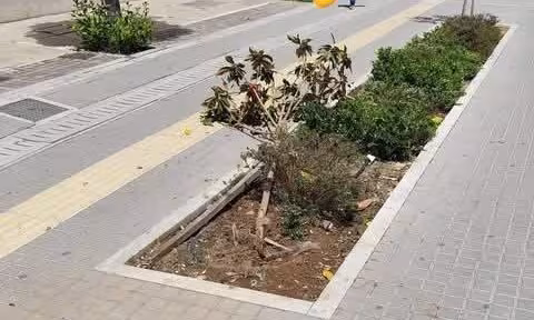 Πάτρα: Συνεχίζεται το σπάσιμο δέντρων στο κέντρο με νομικές συνέπειες ΦΩΤΟ 30 Πάτρα: Συνεχίζεται το σπάσιμο δέντρων στο κέντρο με νομικές συνέπειες ΦΩΤΟ
