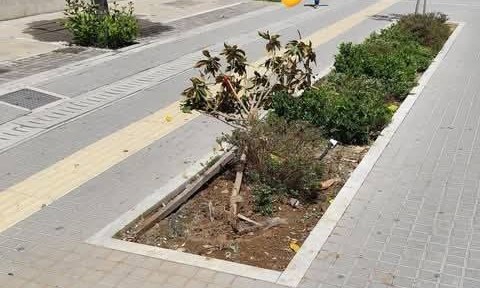 Πάτρα: Τους «συνέλαβε» κάμερα να σπάνε δέντρο στο Κέντρο ΦΩΤΟ 41 Πάτρα: Τους «συνέλαβε» κάμερα να σπάνε δέντρο στο Κέντρο ΦΩΤΟ