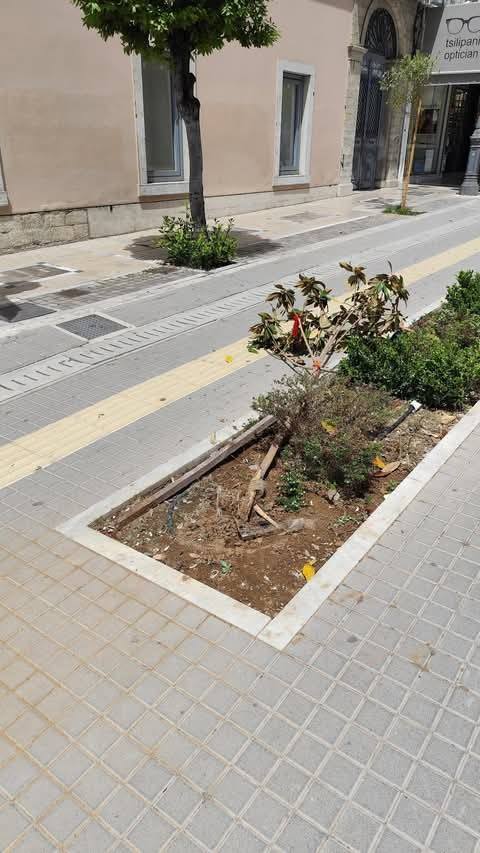 Πάτρα: Τους «συνέλαβε» κάμερα να σπάνε δέντρο στο Κέντρο ΦΩΤΟ 29 Πάτρα: Τους «συνέλαβε» κάμερα να σπάνε δέντρο στο Κέντρο ΦΩΤΟ