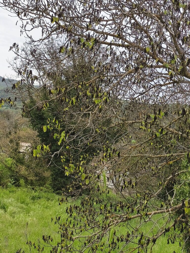 Καλάβρυτα: Το χιόνι...της Πρωτομαγιάς αποκαλύφθηκε ότι έκαψε τις καρυδιές ΦΩΤΟ 29 Καλάβρυτα: Το χιόνι...της Πρωτομαγιάς αποκαλύφθηκε ότι έκαψε τις καρυδιές ΦΩΤΟ