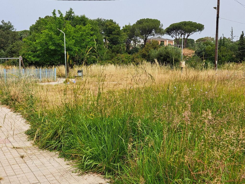 Πάτρα: Δεν πάνε πλατεία...μην τους φάνε τα φίδια ΦΩΤΟ 31 Πάτρα: Δεν πάνε πλατεία...μην τους φάνε τα φίδια ΦΩΤΟ