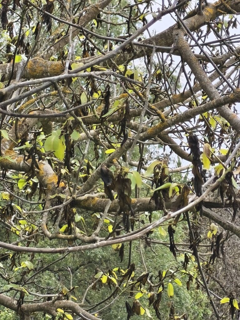Καλάβρυτα: Το χιόνι...της Πρωτομαγιάς αποκαλύφθηκε ότι έκαψε τις καρυδιές ΦΩΤΟ 30 Καλάβρυτα: Το χιόνι...της Πρωτομαγιάς αποκαλύφθηκε ότι έκαψε τις καρυδιές ΦΩΤΟ