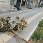 Πάτρα: Συνεχίζεται το σπάσιμο δέντρων στο κέντρο με νομικές συνέπειες ΦΩΤΟ