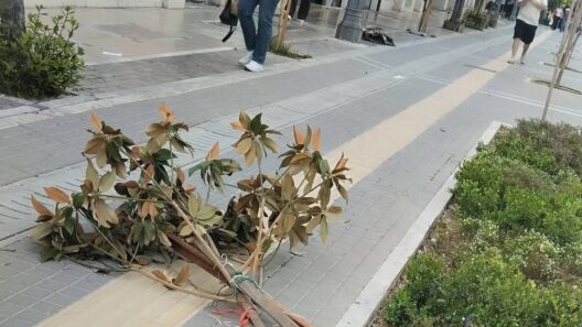 Πάτρα: Συνεχίζεται το σπάσιμο δέντρων στο κέντρο με νομικές συνέπειες ΦΩΤΟ 38 Πάτρα: Συνεχίζεται το σπάσιμο δέντρων στο κέντρο με νομικές συνέπειες ΦΩΤΟ