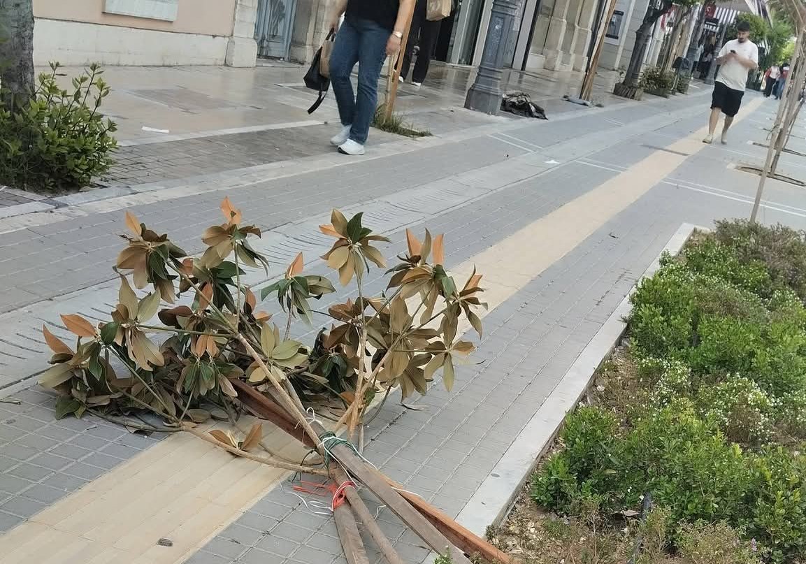 Πάτρα: Συνεχίζεται το σπάσιμο δέντρων στο κέντρο με νομικές συνέπειες ΦΩΤΟ 13 Πάτρα: Συνεχίζεται το σπάσιμο δέντρων στο κέντρο με νομικές συνέπειες ΦΩΤΟ