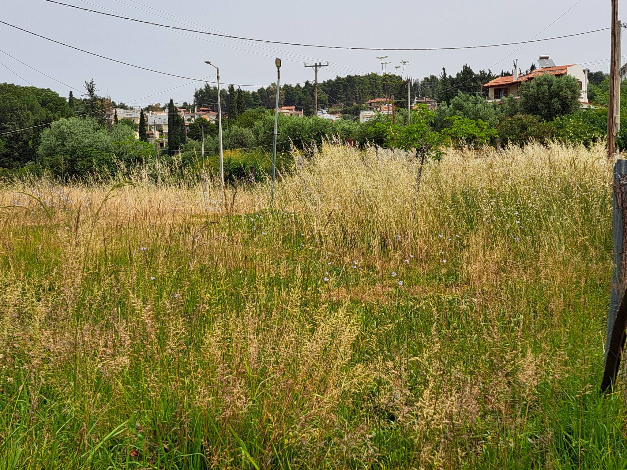Πάτρα: Δεν πάνε πλατεία…μην τους φάνε τα φίδια ΦΩΤΟ