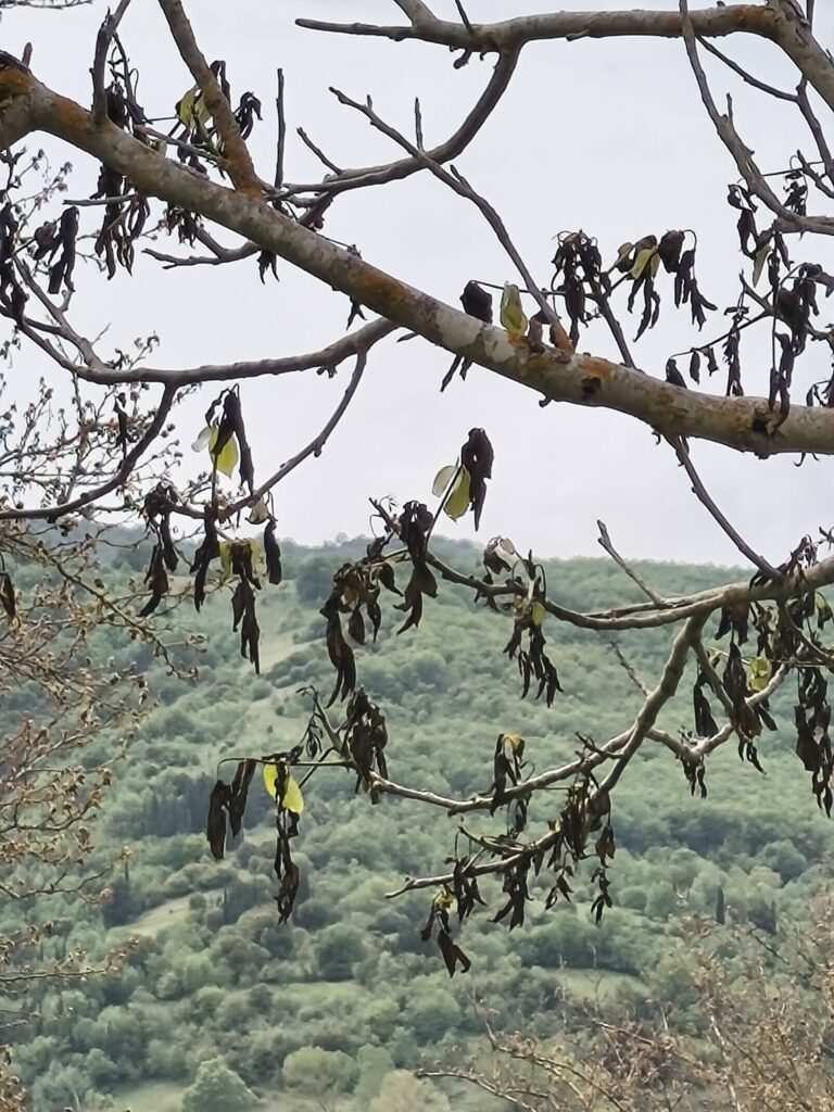 Καλάβρυτα: Το χιόνι...της Πρωτομαγιάς αποκαλύφθηκε ότι έκαψε τις καρυδιές ΦΩΤΟ 32 Καλάβρυτα: Το χιόνι...της Πρωτομαγιάς αποκαλύφθηκε ότι έκαψε τις καρυδιές ΦΩΤΟ