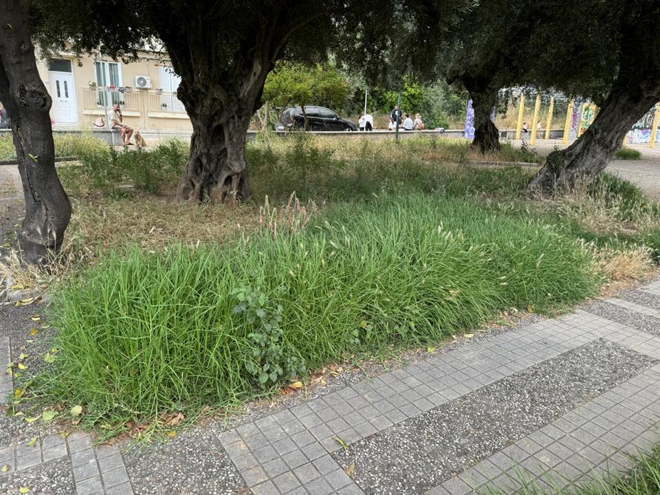 Πάτρα: Πλατεία για...πρόβατα αντί για παιδιά - Ελέω Δήμου ΦΩΤΟ 35 Πάτρα: Πλατεία για...πρόβατα αντί για παιδιά - Ελέω Δήμου ΦΩΤΟ