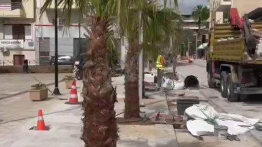 Αίγιο: «Εκπληξη» με...φοίνικες στην Ανάπαλση της οδού Μητροπόλεως ΦΩΤΟ