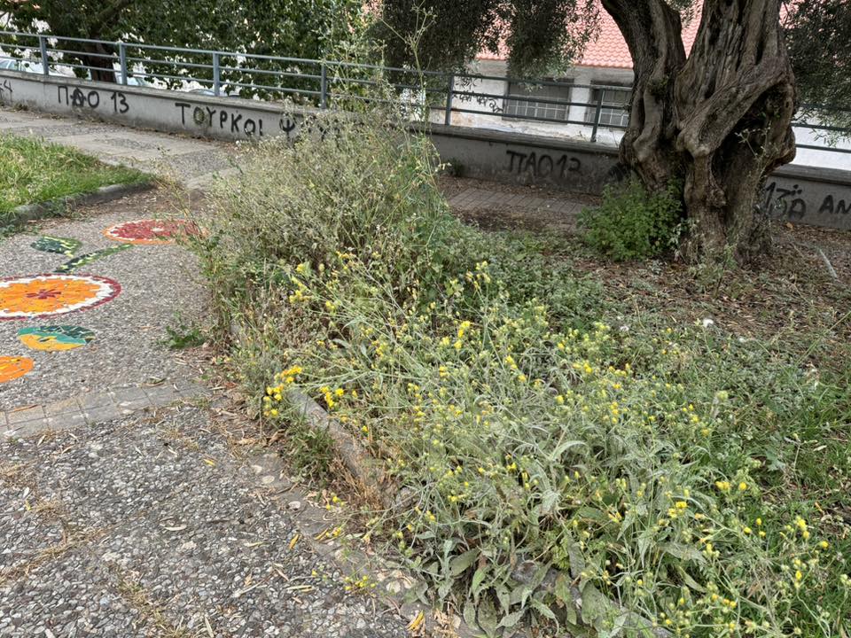 Πάτρα: Πλατεία για...πρόβατα αντί για παιδιά - Ελέω Δήμου ΦΩΤΟ 33 Πάτρα: Πλατεία για...πρόβατα αντί για παιδιά - Ελέω Δήμου ΦΩΤΟ
