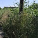 Πάτρα: Η «ζούγκλα» που απειλεί την Παραλία της Εύας και ο αδιάφορος ΟΣΕ ΦΩΤΟ