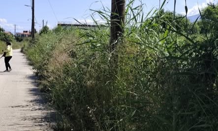 Πάτρα: Η «ζούγκλα» που απειλεί την Παραλία της Εύας και ο αδιάφορος ΟΣΕ ΦΩΤΟ 28 Πάτρα: Η «ζούγκλα» που απειλεί την Παραλία της Εύας και ο αδιάφορος ΟΣΕ ΦΩΤΟ
