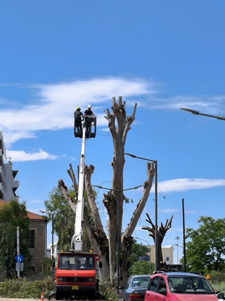 Πάτρα: «Μάχη» στην Αγίας Σοφίας για το κλάδεμα δέντρων ΦΩΤΟ 30 Πάτρα: «Μάχη» στην Αγίας Σοφίας για το κλάδεμα δέντρων ΦΩΤΟ