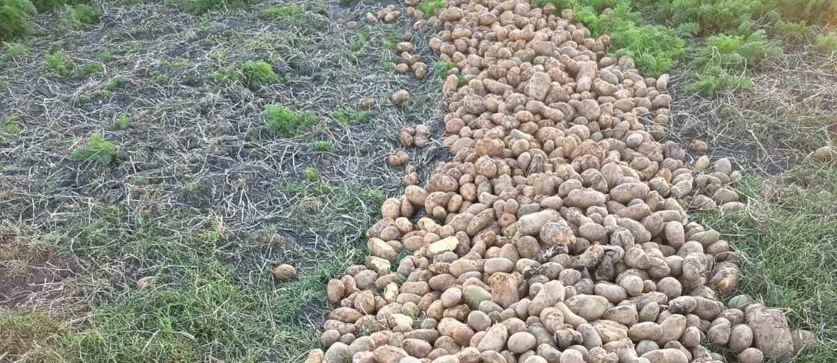 Δυτική Αχαΐα: Εντονη ανησυχία για κρίση στην πατατοπαραγωγή