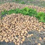 Δυτική Αχαΐα: Πετάνε τις απούλητες πατάτες στα χωράφια ΦΩΤΟ