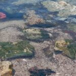 Πάτρα: Απαράδεκτη η κατάσταση στην παραλία Ιτεών και στον Γλαύκο ΦΩΤΟ