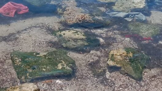 Πάτρα: Απαράδεκτη η κατάσταση στην παραλία Ιτεών και στον Γλαύκο ΦΩΤΟ 37 Πάτρα: Απαράδεκτη η κατάσταση στην παραλία Ιτεών και στον Γλαύκο ΦΩΤΟ