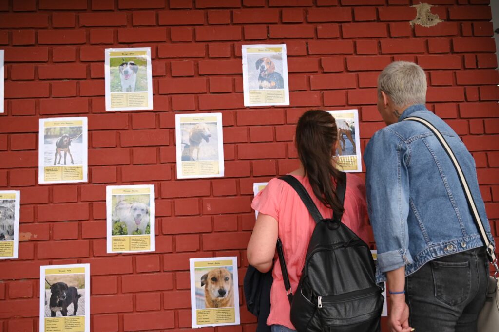 Πάτρα: Διαχείριση των αδέσποτων με Φιλόζωϊκές και Εθελοντές ΦΩΤΟ 30 Πάτρα: Διαχείριση των αδέσποτων με Φιλόζωϊκές και Εθελοντές ΦΩΤΟ