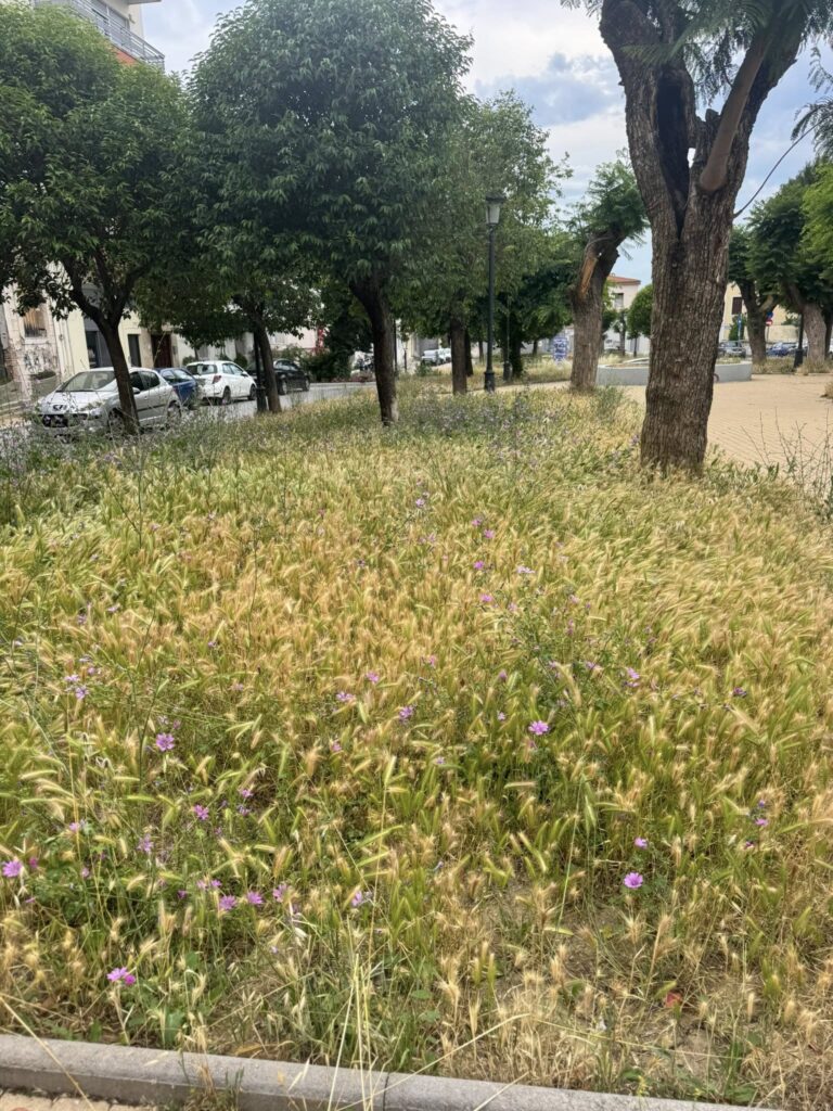 Πάτρα: Τα χόρτα «έπνιξαν» γειτονιά στην πλατεία Παντοκράτορος ΦΩΤΟ 29 Πάτρα: Τα χόρτα «έπνιξαν» γειτονιά στην πλατεία Παντοκράτορος ΦΩΤΟ