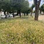 Πάτρα: Τα χόρτα «έπνιξαν» γειτονιά στην πλατεία Παντοκράτορος ΦΩΤΟ