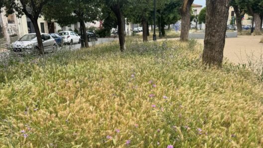 Πάτρα: Τα χόρτα «έπνιξαν» την «καρδιά» της γειτονιάς στην πλατεία Παντοκράτορος ΦΩΤΟ 37 Πάτρα: Τα χόρτα «έπνιξαν» την «καρδιά» της γειτονιάς στην πλατεία Παντοκράτορος ΦΩΤΟ