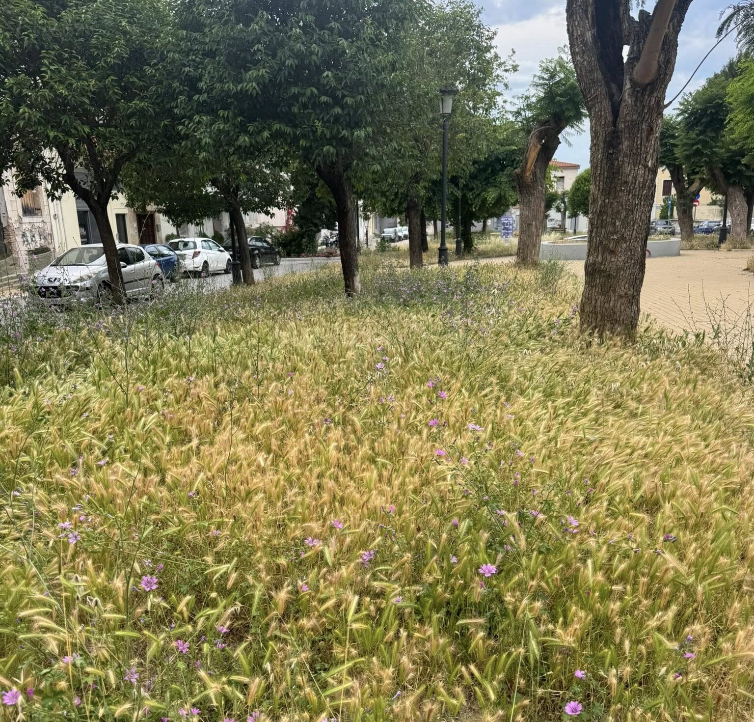 Πάτρα: Τα χόρτα «έπνιξαν» γειτονιά στην πλατεία Παντοκράτορος ΦΩΤΟ
