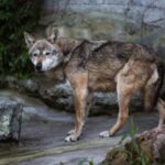 Φωκίδα: Τί λέει η κτηνοτρόφος που δέχθηκε επίθεση από λύκο