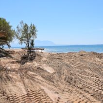 Πολίτες καταγράφουν, μελετούν και προστατεύουν σπάνιες Κενταύριες της Δυτικής Ελλάδας ΦΩΤΟ