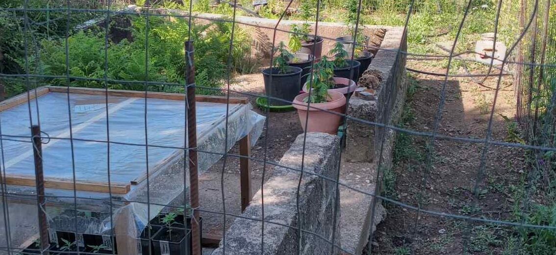 Ηλεία: Σύλληψη για καλλιέργεια και κατοχή ναρκωτικών ΦΩΤΟ