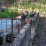 Ηλεία: Σύλληψη για καλλιέργεια και κατοχή ναρκωτικών ΦΩΤΟ