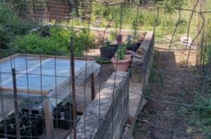 Ηλεία: Σύλληψη για καλλιέργεια και κατοχή ναρκωτικών ΦΩΤΟ