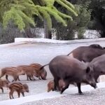 Σε ποια περιοχή οικογένεια αγριογούρουνων πήγε «καλεσμένη» σε γάμο ΒΙΝΤΕΟ