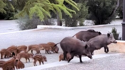 Σε ποια περιοχή οικογένεια αγριογούρουνων πήγε «καλεσμένη» σε γάμο ΒΙΝΤΕΟ