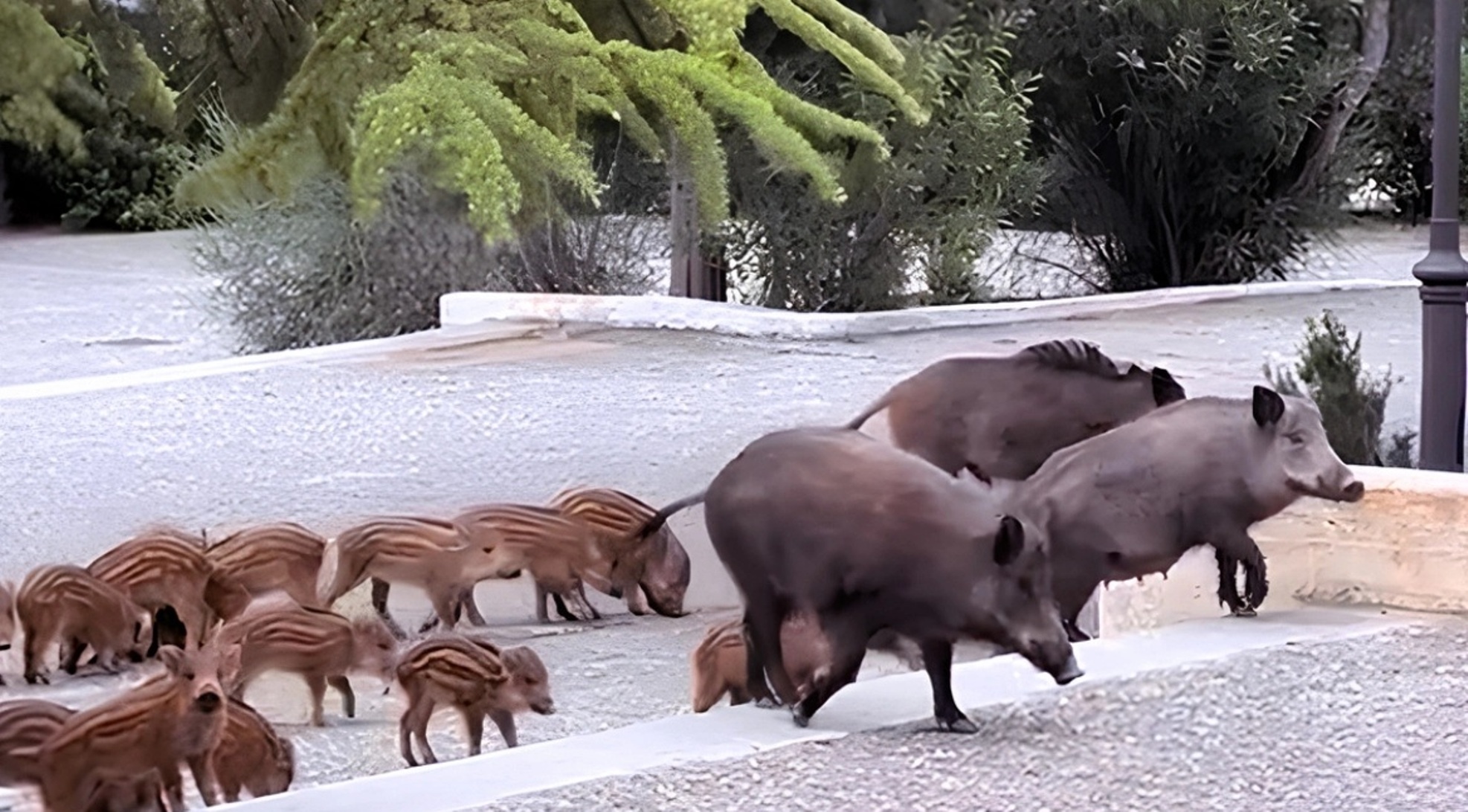 Σε ποια περιοχή οικογένεια αγριογούρουνων πήγε «καλεσμένη» σε γάμο ΒΙΝΤΕΟ 4 Σε ποια περιοχή οικογένεια αγριογούρουνων πήγε «καλεσμένη» σε γάμο ΒΙΝΤΕΟ