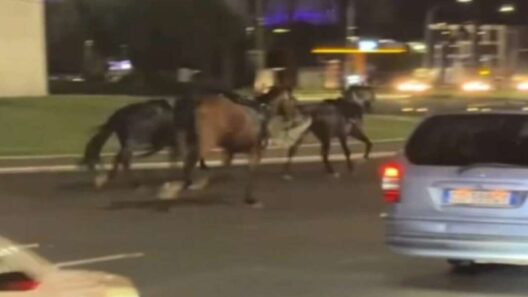 Τραυματίες από άλογα που κάλπαζαν εκτός ελέγχου στη Ρώμη ΒΙΝΤΕΟ