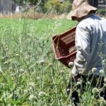 Δυτική Αχαΐα: Πληθαίνουν τα κρούσματα φυματίωσης σε Εργάτες γης