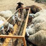 Ευλογιά αιγοπροβάτων: Ξεκινούν οι αποζημιώσεις στους κτηνοτρόφους