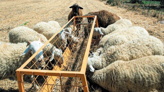 Ευλογιά αιγοπροβάτων: Ξεκινούν οι αποζημιώσεις στους κτηνοτρόφους - Το ποσό που κατευθύνεται στην Δυτική Ελλάδα 36 Ευλογιά αιγοπροβάτων: Ξεκινούν οι αποζημιώσεις στους κτηνοτρόφους - Το ποσό που κατευθύνεται στην Δυτική Ελλάδα