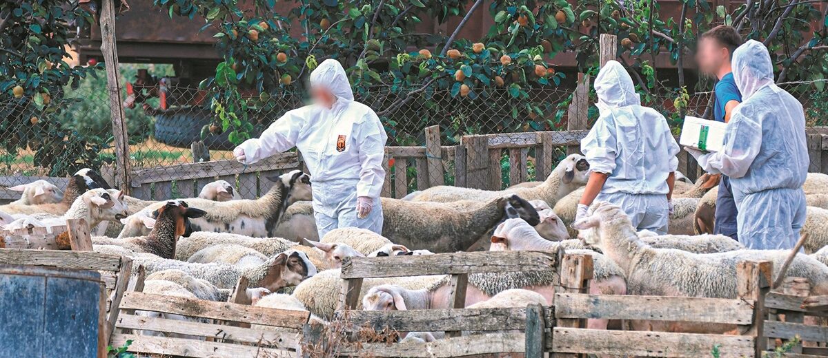 Ευλογιά αιγοπροβάτων: Νέα κρούσματα σε Ηλεία και Αιτωλοακαρνανία