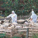 ΑΠΟΚΛΕΙΣΤΙΚΟ-Αχαΐα: Κρούσμα ευλογιάς ξανά σε χωριό του κάμπου - Από το μηδέν πάλι «στο πόδι» υπό τον φόβο εξάπλωσης