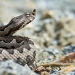 Λαμία: Οχιά δάγκωσε ηλικιωμένο, σοβαρή η κατάσταση της υγείας του