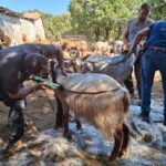 Αχαΐα: Νέα μέτρα κατά της διασποράς νοσημάτων σε αιγοπρόβατα ανακοίνωσαν οι Αρχές - Τι φοβούνται τώρα