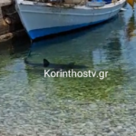Κόρινθος: Καρχαρίας εμφανίστηκε στα Λουτρά Ωραίας Ελένης ΒΙΝΤΕΟ