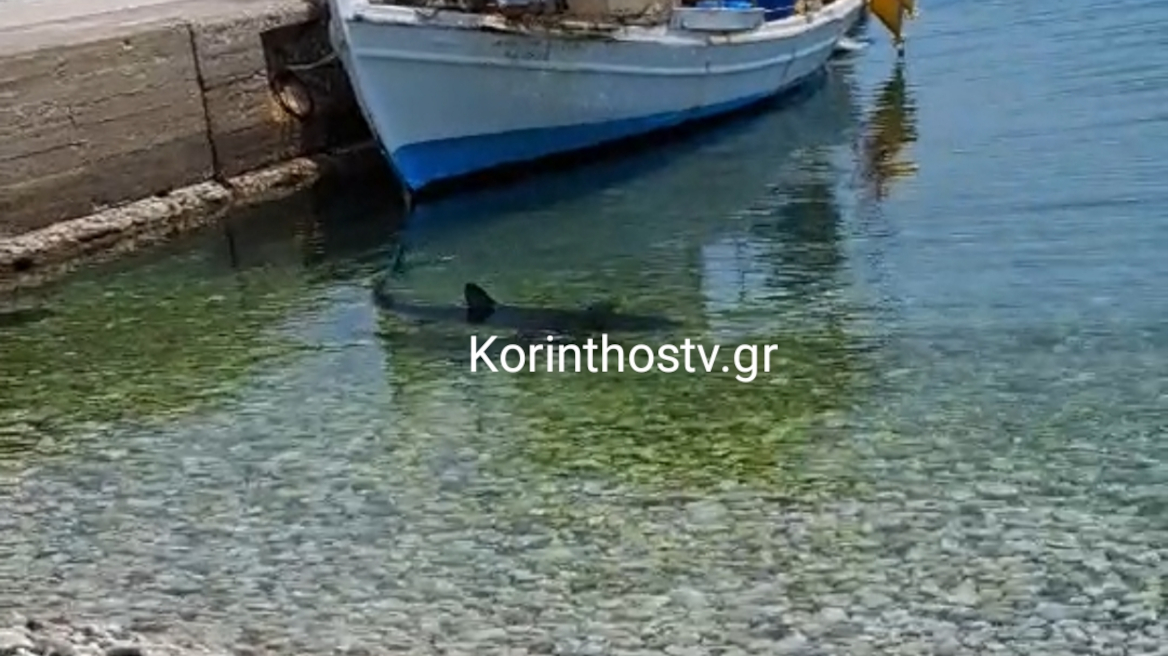 Κόρινθος: Καρχαρίας εμφανίστηκε στα Λουτρά Ωραίας Ελένης ΒΙΝΤΕΟ