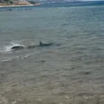 Κόρινθος: Καρχαρίας εμφανίστηκε στις Κεχριές ΒΙΝΤΕΟ