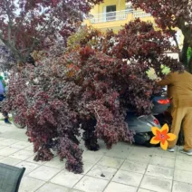 Πάτρα: Τεράστιο κλαδί «προσγειώθηκε» σε μηχανάκια ΦΩΤΟ
