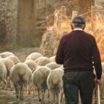 Αχαΐα: Κίνδυνος κατασχέσεων σε Κτηνοτρόφους με ευλογιά των αιγοπροβάτων - «Πάγωμα» των αποζημιώσεων