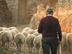 Αχαΐα: Κίνδυνος κατασχέσεων σε πληγέντες Κτηνοτρόφους από ευλογιά αιγοπροβάτων - «Πάγωμα» αποζημιώσεων